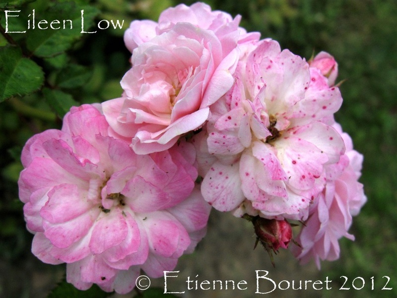 'Eileen Low' rose photo
