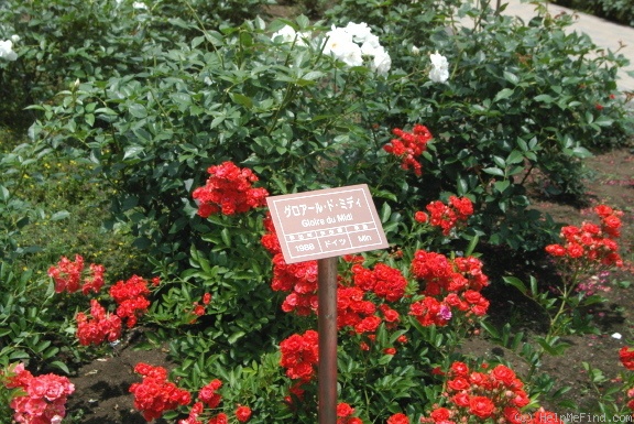 'Gloire du Midi' rose photo