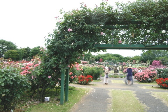 'Hagoromo' rose photo