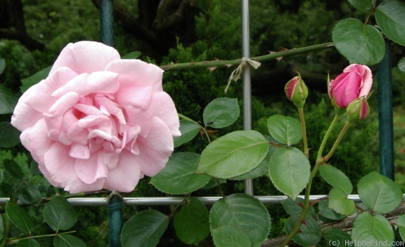 'Hagoromo' rose photo