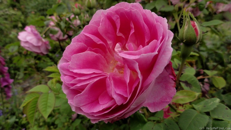 'Bourbon Queen' rose photo