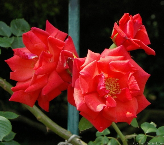 'Wave of Flame' rose photo