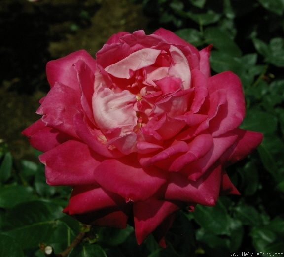 'Isabel de Ortiz' rose photo