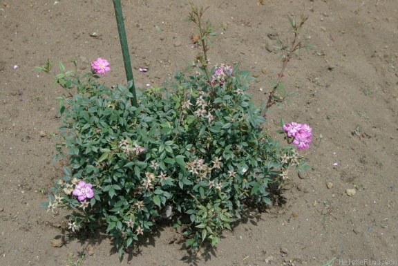 '<i>Rosa chinensis</i> minima' rose photo