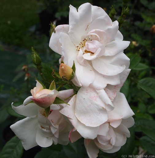 'Elfe (floribunda, Tantau, 1945)' rose photo