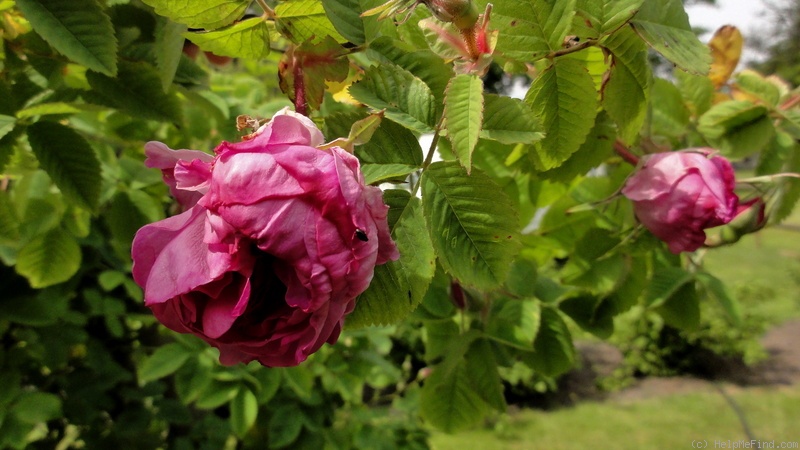 'Tapetenrose' rose photo