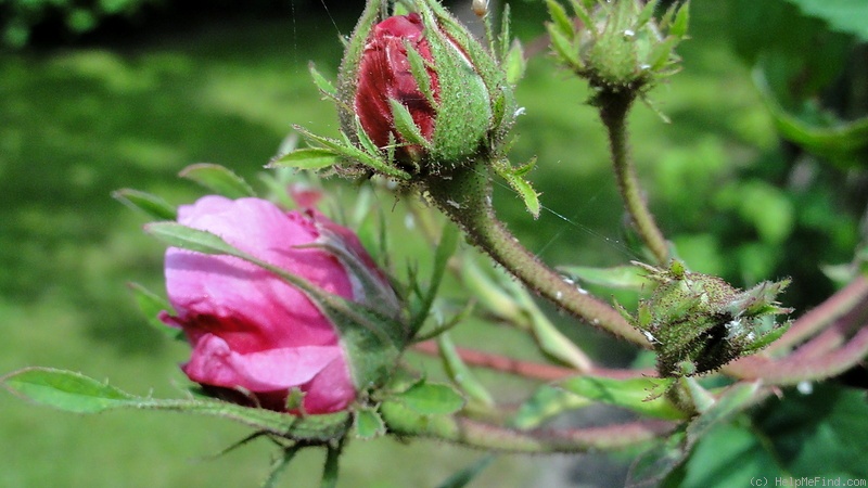 '<i>Rosa centifolia</i> 'Major'' rose photo