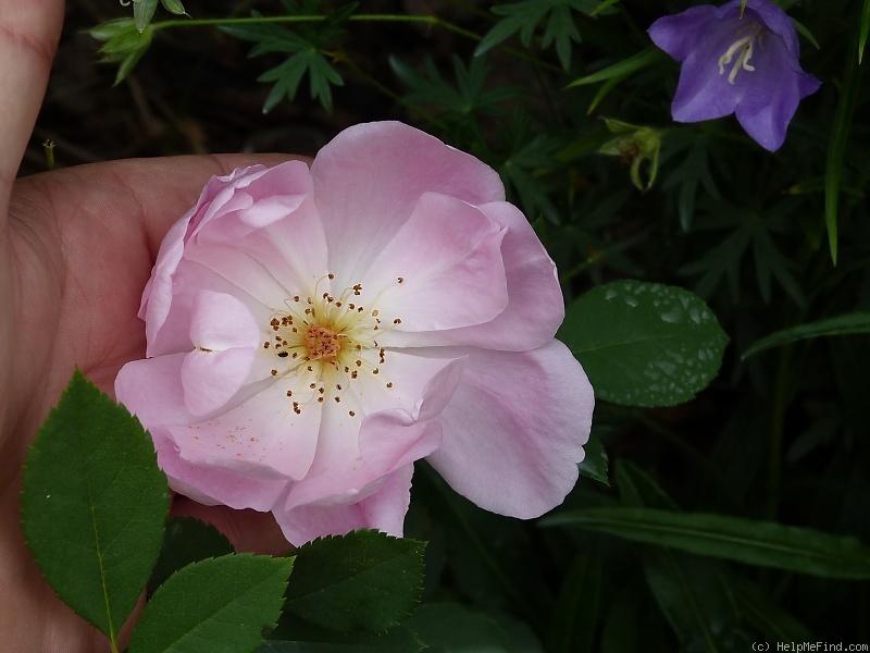 'The Lady's Blush (shrub, Austin, 2010)' rose photo