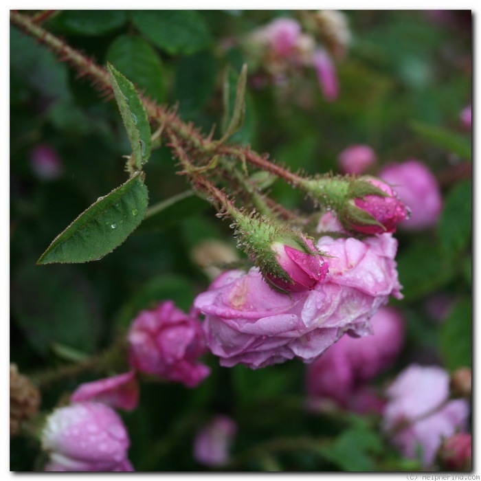 'd'Arcet' rose photo