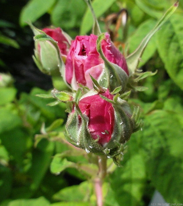 'Blush Damask' rose photo