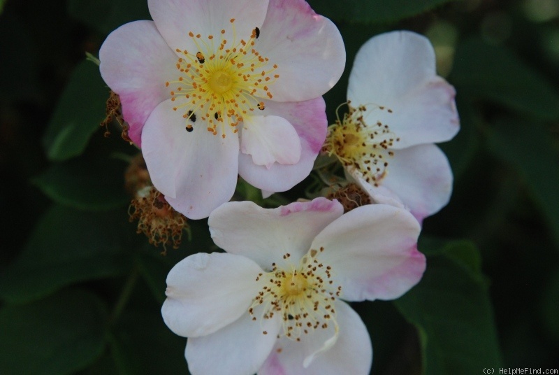 '<i>Rosa</i> X <i>dupontii</i> Déségl.' rose photo