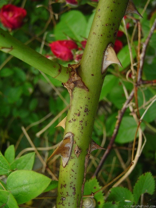 'Nina Weibull, Cl.' rose photo