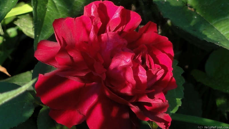 'Prince Camille de Rohan' rose photo