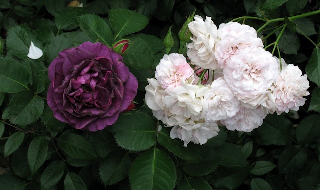 'Minerva ® (floribunda, Vissers, 2011)' rose photo