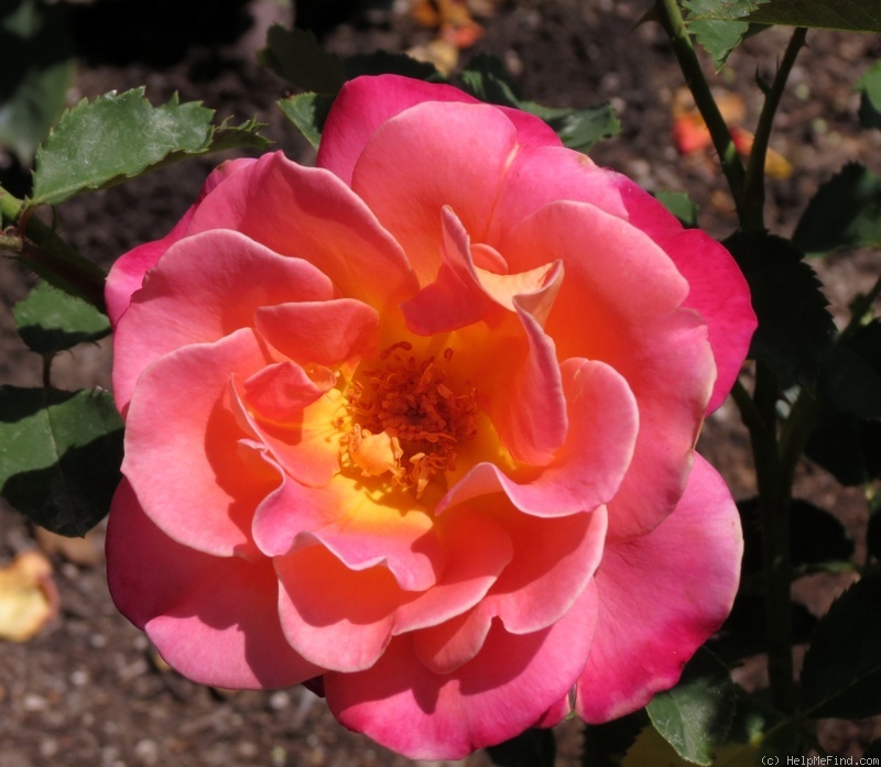 'Granada (hybrid tea, Lindquist, 1963)' rose photo