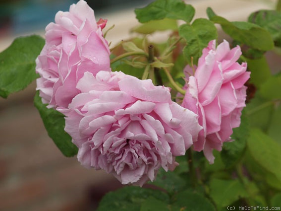 'Tolstoi' rose, click to enlarge 'Tolstoi' rose photo