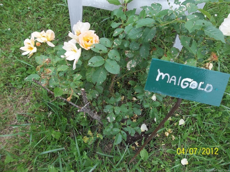 'Maigold' rose photo