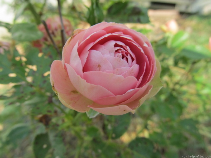 'Acropolis ®' rose photo