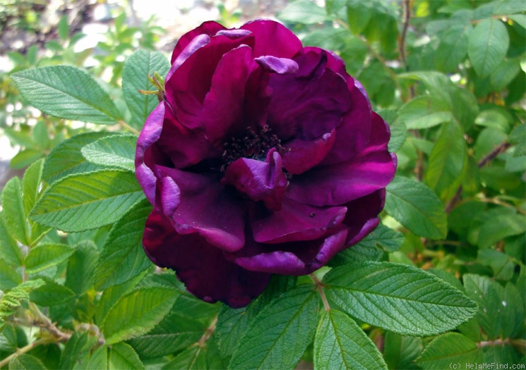 'Rotes Phänomen' rose photo