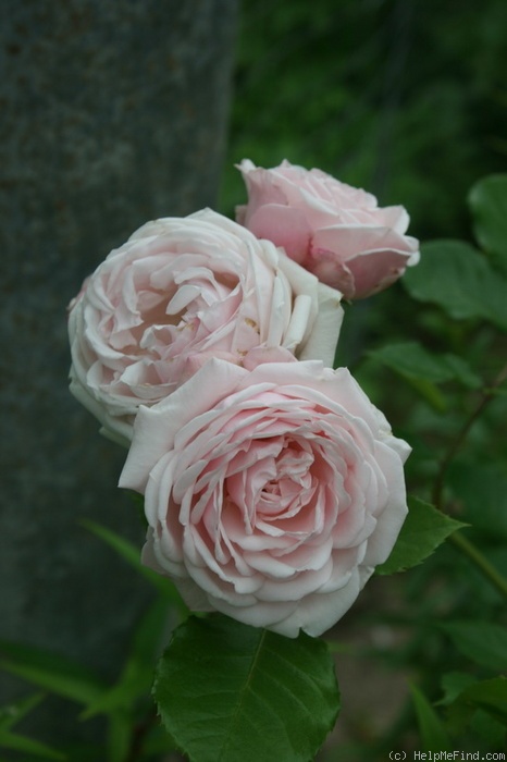 'Marie Helene' rose, click to enlarge 'Marie Helene' rose photo