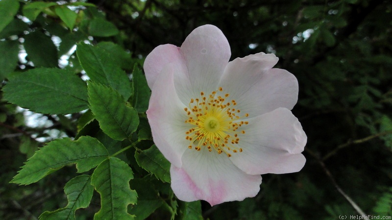 'R. omeiensis pteracantha' rose photo