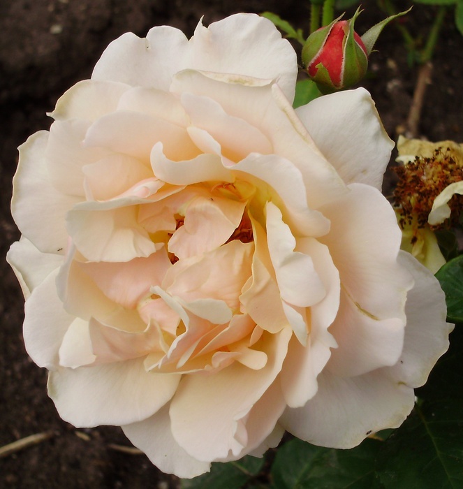 'Otto Krauss' rose photo