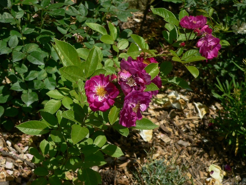 'Purpurtraum 2000' rose photo