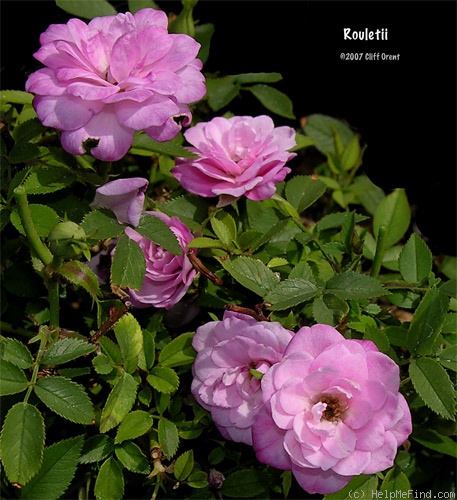 'Rouletii' rose photo