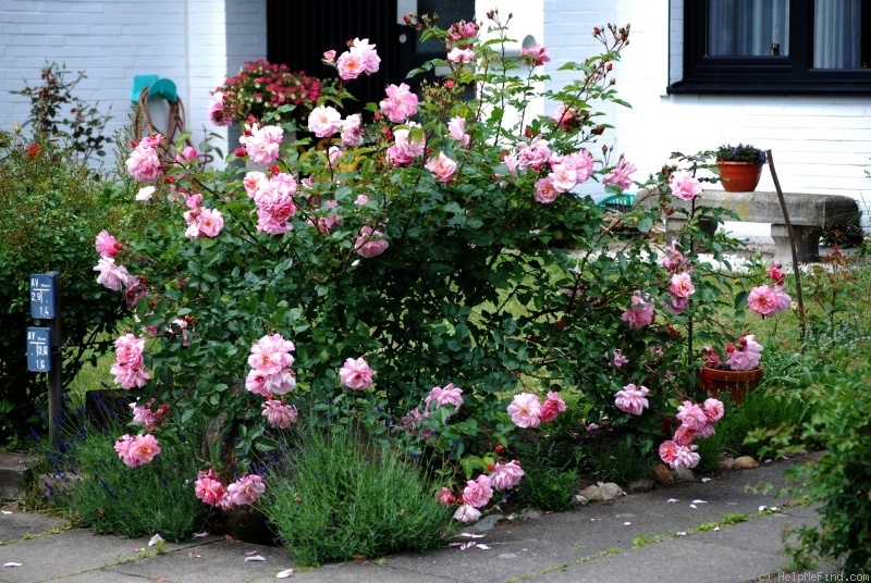 'Märchenland' rose photo