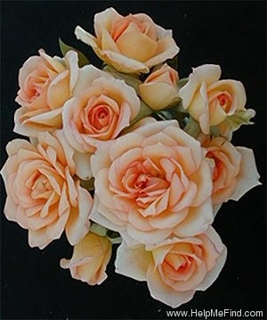 'Angel's Blush' rose photo
