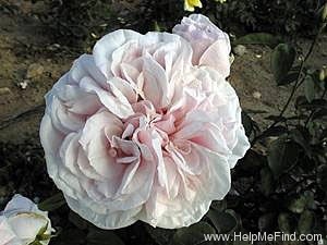 'Souvenir de la Malmaison' rose photo