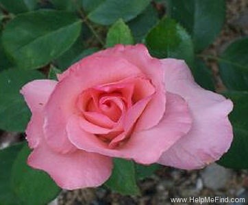 'Angela Lansbury' rose photo