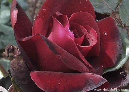 'Black Beauty '99' rose photo
