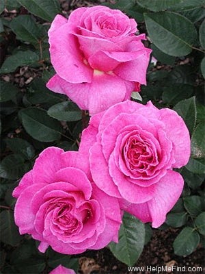 'Waimarie' rose photo