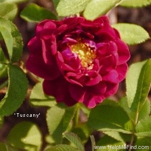 'Tuscany (Gallica, Unknown, before 1819)' rose photo