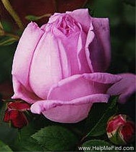 'Wife of Bath ®' rose photo