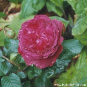 'William Shakespeare ® (shrub, Austin 1987)' rose photo