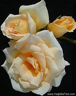 'Elegant Beauty' rose photo