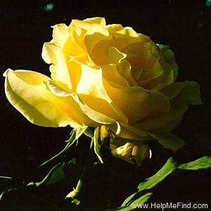 'Elina ®' rose photo