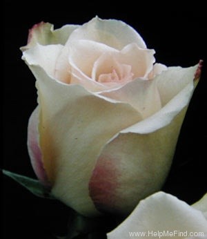 'Envy ™' rose photo