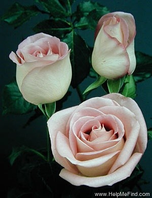 'Lavender Duet ™' rose photo