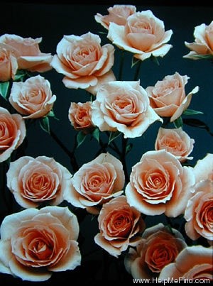 'Super Celeste ™' rose photo