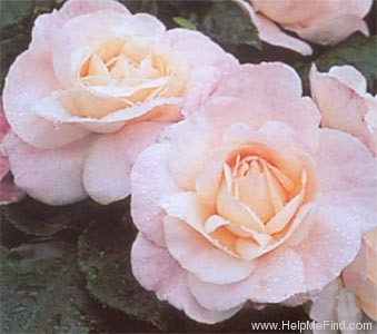 'English Miss' rose photo