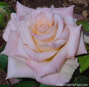 'Vanilla Perfume' rose photo