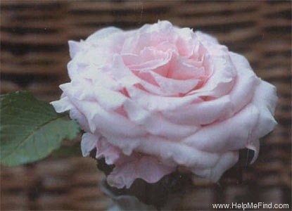 'Anna Pavlova (Hybrid Tea, Beales, 1981)' rose photo