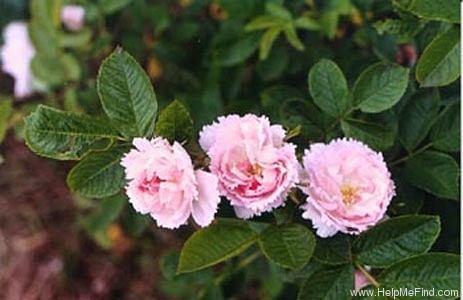 'Fimbriata (hybrid rugosa, Morlet, 1889)' rose photo