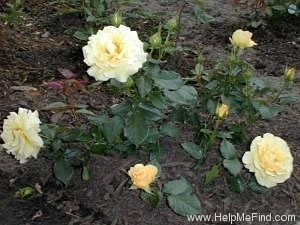 'Amber Waves ™' rose photo