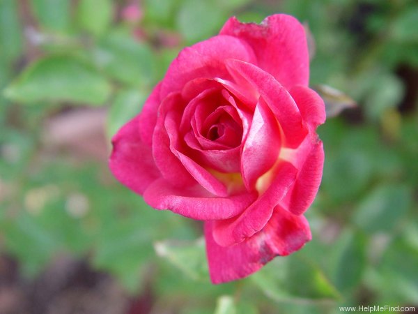 'Chelsea Belle' rose photo