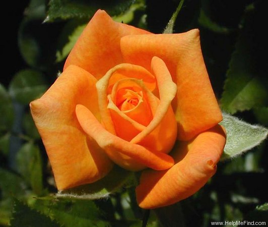 'Amber Sunset' rose photo