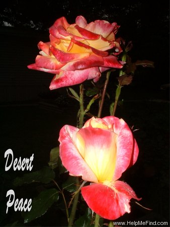 'Desert Peace ™' rose photo